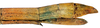 CollectionObject 1584179; 695919a3-543d-48b9-9a84-bb824e664a00: copyright RBINS, Brussels. female: end of abdomen, lateral view (paratype). (CollectionObject).;CollectionObject 1584180; 9e65ce56-1acf-40c4-a1f9-1f7bfda31f1a: copyright RBINS, Brussels. female: end of abdomen, lateral view (paratype). (CollectionObject).