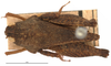 CollectionObject 1506798; ad3d7449-98ba-4600-a45d-2e507a282901: male, dorsal view (holotype). (CollectionObject).