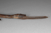CollectionObject 1556975; b896c180-471c-4a8d-b0c1-e07fda41ccd0: copyright ZSMC, Munich. female: end of abdomen, lateral view (paratype). (CollectionObject).;CollectionObject 1556976; aea37043-5945-4aee-a93e-30b84a4defd9: copyright ZSMC, Munich. female: end of abdomen, lateral view (paratype). (CollectionObject).