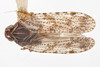 Habitus, dorsal view on Cixius coloepeum Fitch, 1856: (Observation).