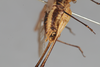 CollectionObject 1506587; 89ec8333-6d22-4e07-973b-8005501f7070: male, lateral view (syntype). (CollectionObject).
