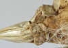 Mongolodectes kaszabi Bazyluk, 1972: female subgenital plate (paratype). (Otu).