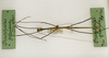 CollectionObject 1560569; 5fdba740-7105-49db-a72a-e5e502ee513c: copyright MRSN, Torino. male of synonym Bacunculus gramen (holotype). (CollectionObject).