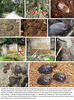 Eupolyphaga hanae Qiu, Che & Wang, 2018: (Otu).