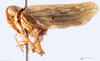 Habitus, lateral view: !! display not done !! on Thionia longipennis (Spinola, 1839): (Observation).