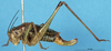 CollectionObject 1507109; 7d77e5b7-2c86-4399-b27f-d91512595131: female, lateral view. (CollectionObject).