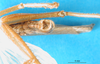 CollectionObject 1502563; e3efe046-4351-42bf-ba66-f220fad41787: male, ventral view. (CollectionObject).