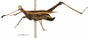 CollectionObject 1521834; 4498955b-3efe-49a2-92ab-a0f9896c5628: male, lateral view (syntype of Tetricodina luteomarginata). (CollectionObject).