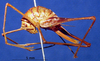 CollectionObject 1520555; 5edae79e-a1d0-4278-8254-19ae6161dec7: female, lateral view (syntype). (CollectionObject).
