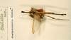 CollectionObject 1561537; 46e2a3b8-f6de-4edc-b637-ee6946c6febd: copyright NHRS, Stockholm. male (holotype). (CollectionObject).