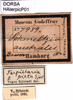 CollectionObject 1574925; 4d778cef-1c31-4771-84a8-29191f3b0d39: labels (paralectotype of Terpillaria picta). (CollectionObject).