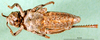 CollectionObject 1501179; c7e906df-b396-4b6b-804a-b18685f82620, DORSA BA000459S01: female nymph, ventral view (holotype of Paranocarodes atympanicus). (CollectionObject).