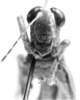 CollectionObject 1524904; 6114750a-6acc-41ef-8e05-5af017e737e2: male frons (holotype). (CollectionObject).