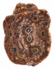 CollectionObject 1591581; ef0a6072-6b5e-4782-91e7-ed9a06ccf840: copyright IMQC Montreal. Egg, lateral view (paratype). (CollectionObject).;CollectionObject 1591582; fa4db674-bfae-4941-b1c8-74c2509efb01: copyright IMQC Montreal. Egg, lateral view (paratype). (CollectionObject).;CollectionObject 1591583; d22abb32-c984-4e04-a71b-0ad51a6310a5: copyright IMQC Montreal. Egg, lateral view (paratype). (CollectionObject).
