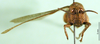 CollectionObject 1501597; 4d18b825-4ef0-4123-a9fb-5cc6da0ae2ea, DORSA BA000233S01: female, frontal view (holotype of Catantops pachycerus). (CollectionObject).