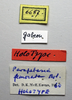 CollectionObject 1518423; 88bd4a4d-dab4-4c45-b588-a6bb85ed2ccb: female, labels (holotype). (CollectionObject).