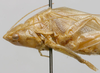 CollectionObject 1535044; 6f4008e6-9fc2-47ce-ad1d-a66cf360ae49: female head and pronotum, lateral view (lectotype). (CollectionObject).