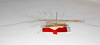 CollectionObject 1557960; 28d02552-c488-4384-ac80-274602819853: copyright ZMHB, Berlin. male, lateral view (holotype). (CollectionObject).