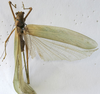CollectionObject 1539774; 468288cf-2b50-4b67-8f4b-b3f052943afb: male dorsal (holotype). (CollectionObject).