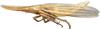 Habitus, lateral view: !! display not done !! on Dorycephalus Kouchakéwitch, 1866: Dorycephalus baeri, laterally (INHS). (Observation).