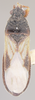 CollectionObject 1594968; a27222f0-b2d4-4eac-86e2-b237b0a3bff0: Blissus rostratus HOLOTYPE (NMNH) - (CC BY-NC 3.0) - Photo by Pablo M. Dellapé with permission from the National Museum of Natural History (NMNH), Smithsonian Institution, Washington, D.C. (CollectionObject).
