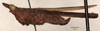 CollectionObject 1537269; 252c2a2e-2a58-4f07-9ce9-2293a5755754: holotype male (lateral view). (CollectionObject).
