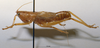 CollectionObject 1531425; 7783b2ab-e01d-4abe-9aab-ba2ca0c75bc0: male, lateral view (syntype). (CollectionObject).