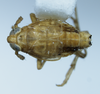 Habitus, dorsal view on Delphacodes indentistyla Dozier, 1926: (Observation).