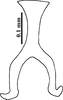 Connective on Concavifer marmoratus Dlabola, 1960: (Observation).