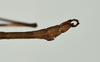 CollectionObject 1558057; d5c4f1ba-3460-4fd3-a166-fc7df23d03dd: copyright USNM, Washington. (CollectionObject).