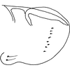 Pygofer, lateral view: Pygofer, lateral view. (Observation).