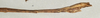 CollectionObject 1591103; 79b660e6-31fe-432a-b40e-faf8a643cf62: copyright NMW, Vienna. male: end of abdomen, lateral view (paralectotype). (CollectionObject).;CollectionObject 1591104; 99601963-2824-42d3-9a8a-09c9245ab290: copyright NMW, Vienna. male: end of abdomen, lateral view (paralectotype). (CollectionObject).