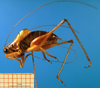 CollectionObject 1502480; ac5cb28f-0a4d-4df9-b5ce-51d0a0014c0e: male, left lateral view (paratype). (CollectionObject).