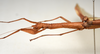 CollectionObject 1580861; 01a5103c-71cf-4d93-8d01-9764f665615a: copyright FRCS, Sabah. female: head & thorax, lateral view (holotype). (CollectionObject).