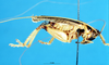 CollectionObject 1537650; 899aa1a3-0b21-4830-8ab8-c7e0ed60ec9a: male, lateral view. (CollectionObject).