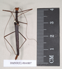 CollectionObject 1560624; 23d9c245-7722-4fab-8cdd-4135ed35bea9: copyright Natural History Museum, London. male (syntype). (CollectionObject).;CollectionObject 1560625; 00609d64-931d-423a-968c-a8c5c1039d7a: copyright Natural History Museum, London. male (syntype). (CollectionObject).