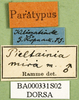 CollectionObject 1502502; 9eb9518c-f002-447a-a4e2-40751e5c8b18: labels (paratype). (CollectionObject).