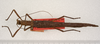 CollectionObject 1562393; c226e556-05b2-40a0-b437-28d21db7f3a0: copyright ZMUH, Hamburg. female, dorsal view (paratype). (CollectionObject).