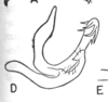 Aedeagus, lateral view on Eucyphonia mourei (Sakakibara, 1968): (Observation).