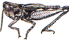 Psoloessa brachyptera (Bruner, 1905): male. (Otu).