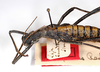 CollectionObject 1557255; f60714aa-cfa4-4b2b-bbe3-67345f8d0c7d: Copyright MNCN, Madrid. female: head and thorax, dorsal view (holotype). (CollectionObject).