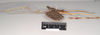 CollectionObject 1557437; NHMUK(SF IMPORT DUPLICATE) 844931, 73dc58a5-5d8b-4a78-8895-2413608daed1: copyright Natural History Museum, London. male, lateral view of synonym Bactrododema lugardi (holotype). (CollectionObject).