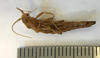 CollectionObject 1562877; 89675087-fdf2-4d34-b699-60d4d84a0e20: copyright LEMQ, Lyman. female (paratype). (CollectionObject).;CollectionObject 1562878; 7513ee00-c3f1-45f1-ae1a-120ce0ab893d: copyright LEMQ, Lyman. female (paratype). (CollectionObject).