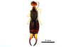 CollectionObject 2223589; 682486f4-c4eb-4bed-90ae-a3318ea2ee91, BIOUG16373-C07: Forficula sp. specimen BIOUG16373-C07. (CollectionObject).