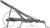 Zaprochilus australis (Brullé, 1835): male habitus. (Otu).
