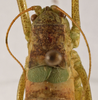 CollectionObject 1534724; 145d6574-663e-4e06-b65b-11799f757cbd: female pronotum, dorsal view (allotype). (CollectionObject).
