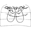 Abdomen, sternal apodemes, ventral view on Buhria angusta (Dworakowska, 1976): Sternal apodemes. (Observation).