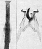 Other on Erythridula atrimucronata (Beamer, 1930): Aedeagus, connective, and styli. (Observation).