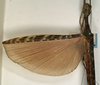 CollectionObject 1560613; 7bafb07f-13f5-400e-b9aa-62a7e0b89197: female, wings (syntype). (CollectionObject).;CollectionObject 1560614; c907d110-1ce9-4b11-8ff1-126d7de763f9: female, wings (syntype). (CollectionObject).