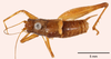 CollectionObject 1523721; ad1bcb63-524d-4858-89c5-ff139da82df0: male, dorsal view (holotype). (CollectionObject).